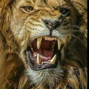 Meet your Posher, Morris